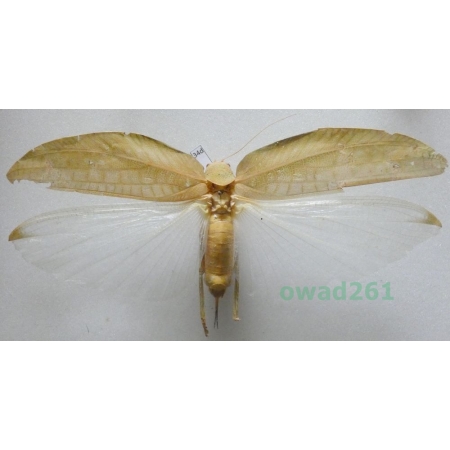 Pseudophyllus hercules (Karny, 1923) Malaysia34d